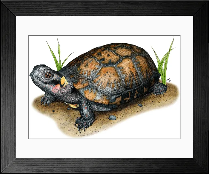 Framed Print : Bog Turtle Framed Print : Bog Turtle