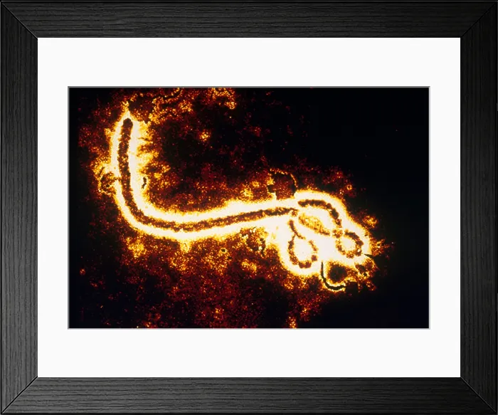 Framed Print : Ebola Zaire Virus (TEM)
