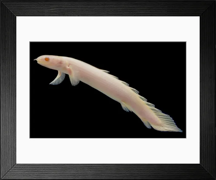 Framed Print : Senegal bichir (Polypterus senegalus) Framed Print : Senegal bichir (Polypterus senegalus)