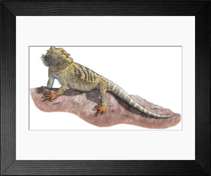 Framed Print : Bearded Dragon