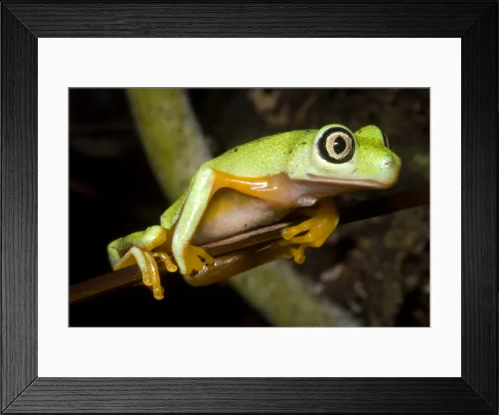 Framed Print : Tree Frog. Hylomantis lemur, the white eyed leaf frog, is a critically threatened species Framed Print : Tree Frog. Hylomantis lemur, the white eyed leaf frog, is a critically threatened species