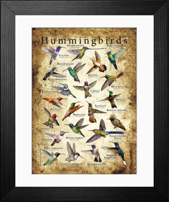 Framed Print : Hummingbirds of the World Framed Print : Hummingbirds of the World