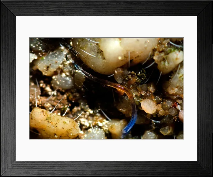 Framed Print : Glowworm. A variety of invertebrates go by the name of glowworm Framed Print : Glowworm. A variety of invertebrates go by the name of glowworm