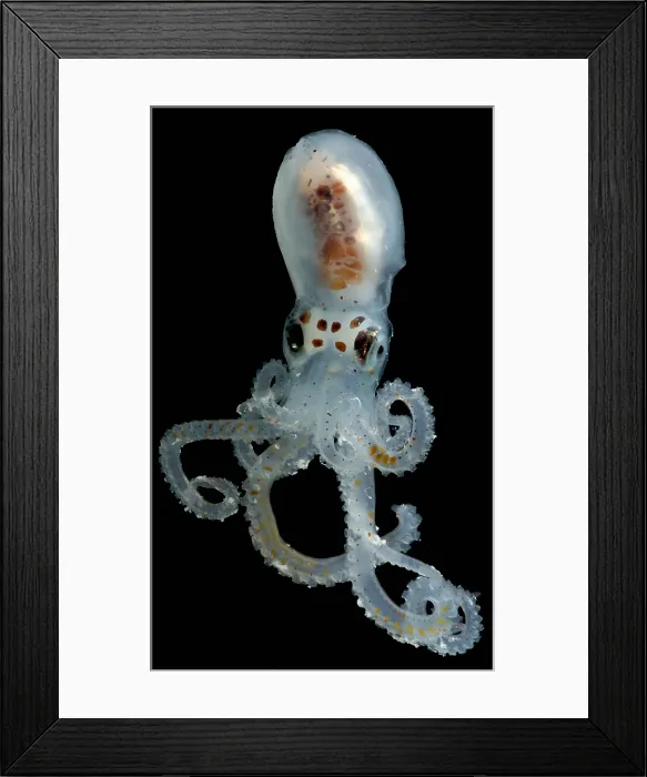 Framed Print : Lilliput Longarm Octopus Framed Print : Lilliput Longarm Octopus