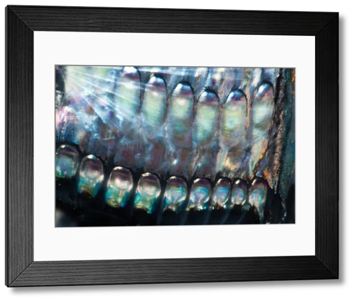 Framed Print : Lovely Hatchetfish (Argyropelecus aculeatus) Framed Print : Lovely Hatchetfish (Argyropelecus aculeatus)