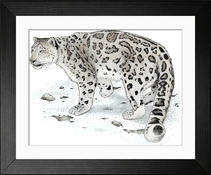 Framed Print : Snow Leopard