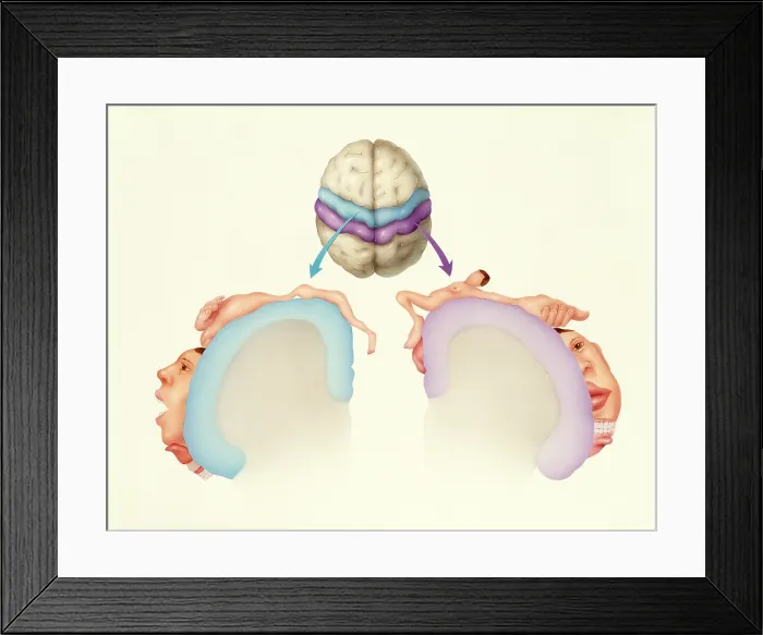 Framed Print : Cerebral cortex Framed Print : Cerebral cortex