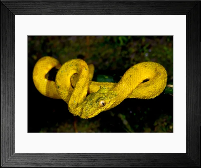Framed Print : Eyelash Palm Pitviper