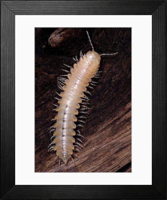Framed Print : Bioluminescent millipede Framed Print : Bioluminescent millipede