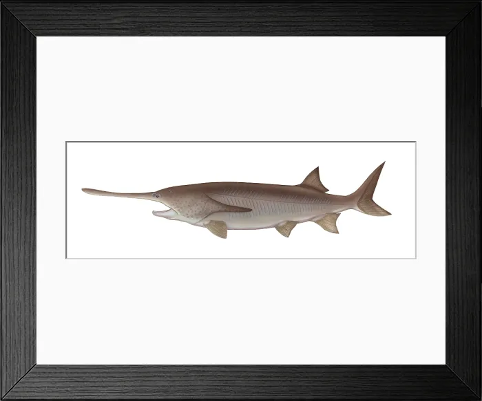 Framed Print : Paddlefish or Oarfish, a Type of Gamefish Framed Print : Paddlefish or Oarfish, a Type of Gamefish