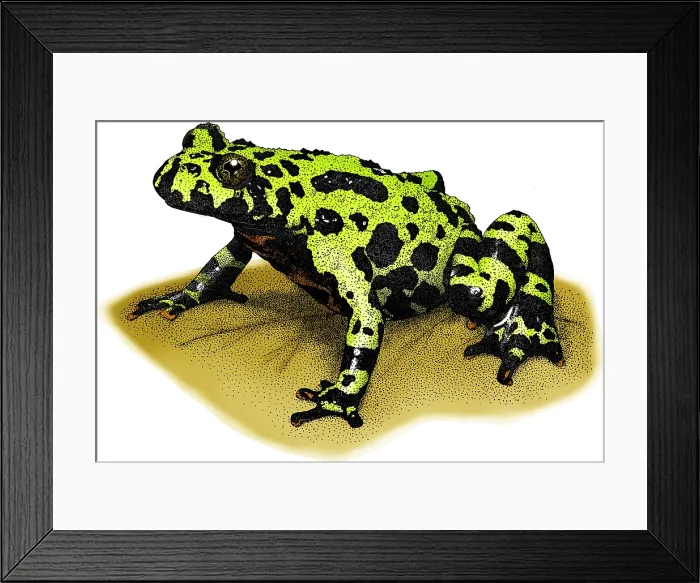 Framed Print : Fire-bellied Toad Framed Print : Fire-bellied Toad