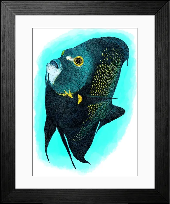 Framed Print : French angelfish Framed Print : French angelfish