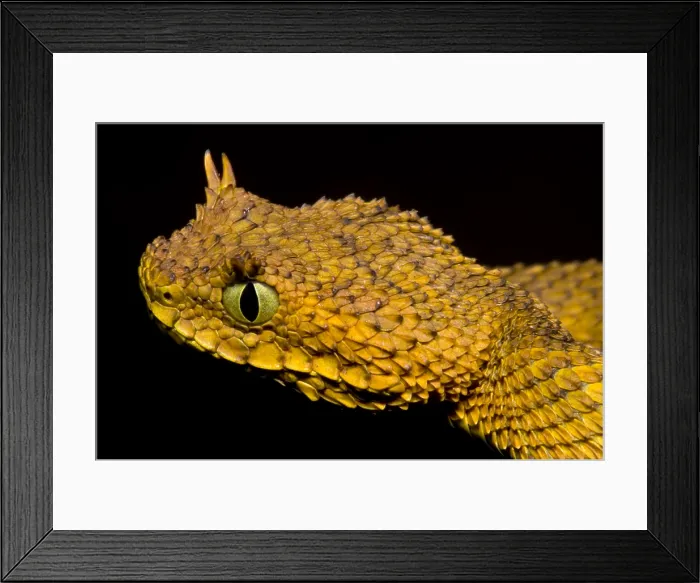 Framed Print : Usambara Eyelash Bush Viper Framed Print : Usambara Eyelash Bush Viper