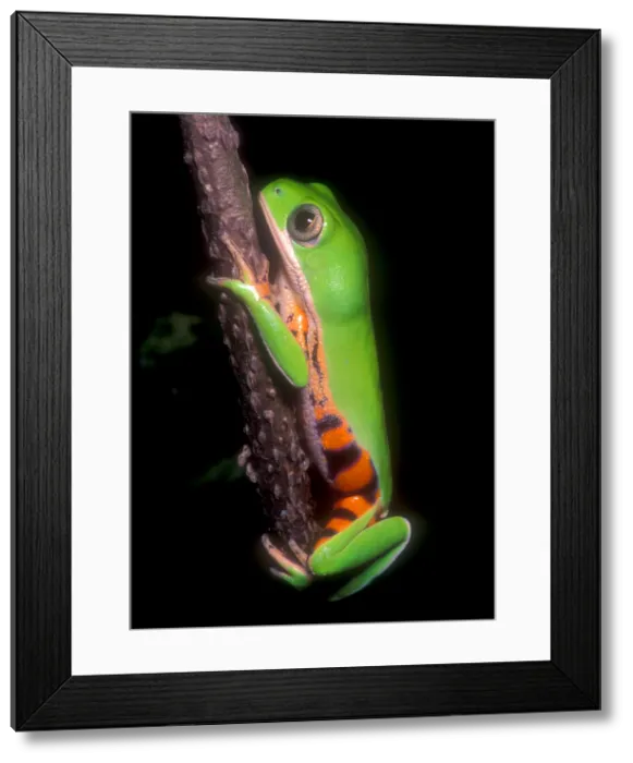 Framed Print : Tiger Leg Monkey Frog Framed Print : Tiger Leg Monkey Frog