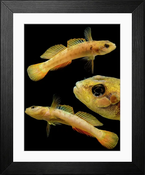 Framed Print : Buck Darter (Etheostoma nebra) Framed Print : Buck Darter (Etheostoma nebra)