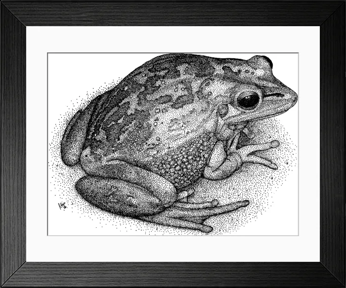 Framed Print : Green Golden Bell Frog Framed Print : Green Golden Bell Frog