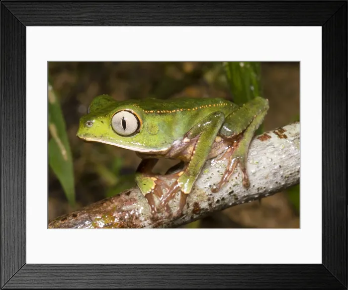 Framed Print : Vaillanti's monkey frog Framed Print : Vaillanti's monkey frog
