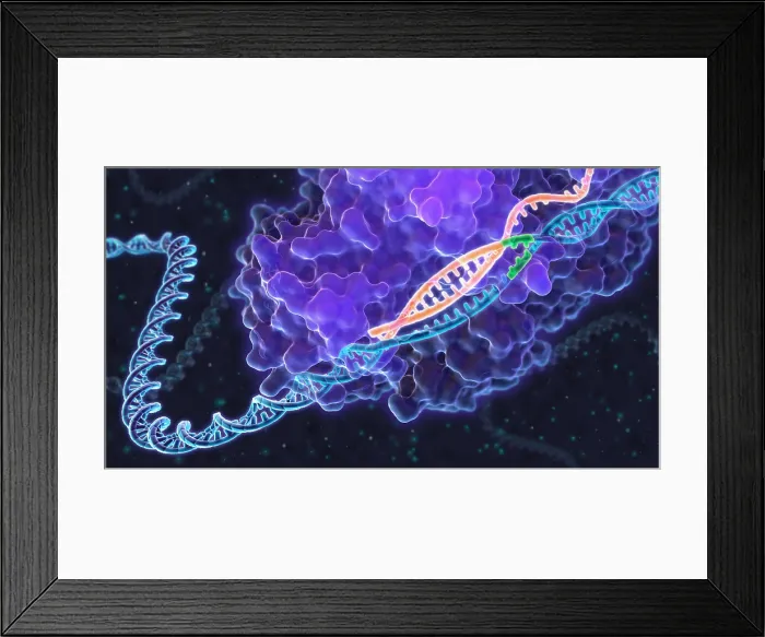 Framed Print : CRISPR Genome Editing, Illustration