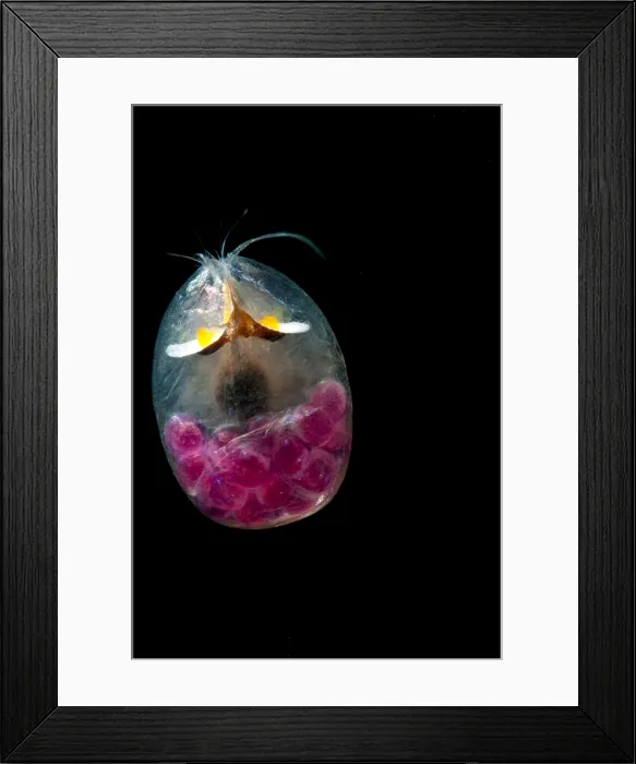 Framed Print : Giant Ostracod Framed Print : Giant Ostracod