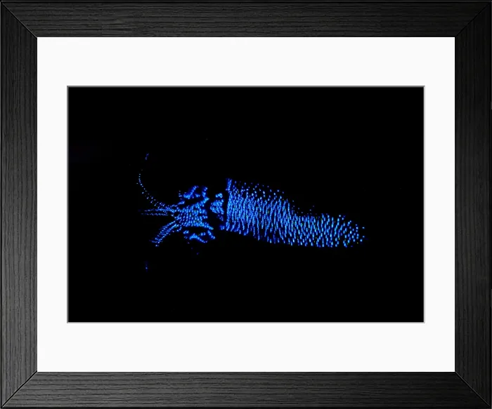 Framed Print : Firefly Squid Framed Print : Firefly Squid