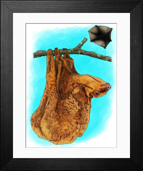 Framed Print : Philippine Flying Lemur Framed Print : Philippine Flying Lemur