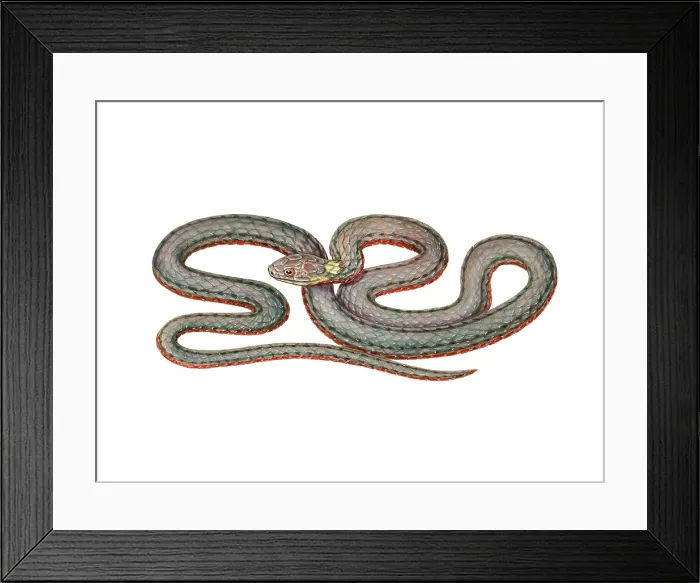 Framed Print : Red Belly Snake Framed Print : Red Belly Snake