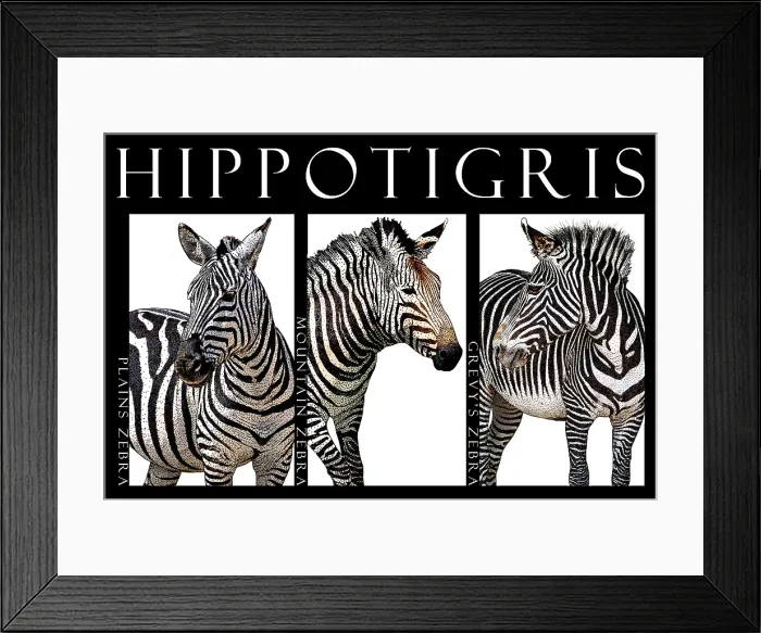 Framed Print : Zebras, Poster Framed Print : Zebras, Poster