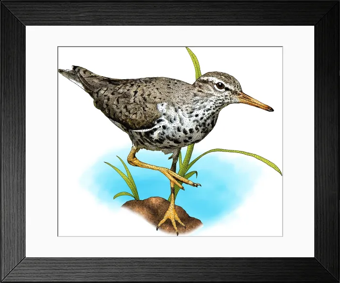 Framed Print : Spotted sandpiper