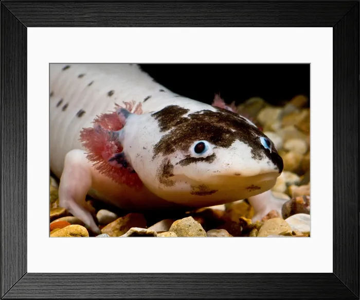 Framed Print : Mexican Axolotl