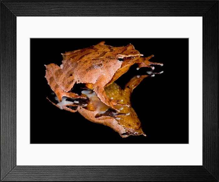 Framed Print : Darwin's Frog Framed Print : Darwin's Frog