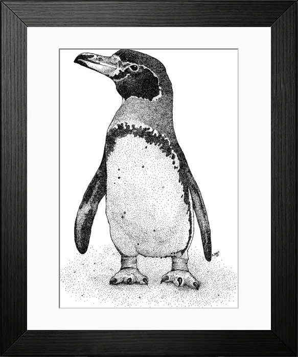 Framed Print : Magellanic Penguin Framed Print : Magellanic Penguin