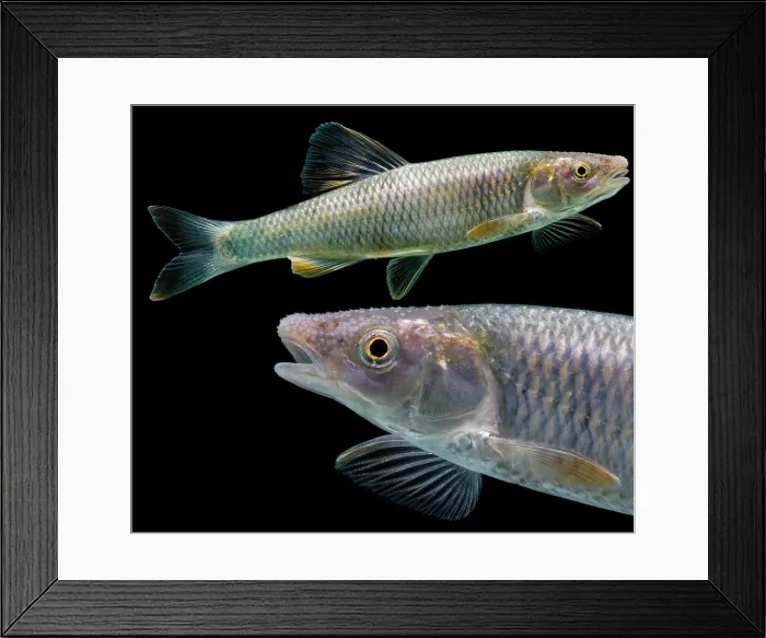 Framed Print : Whitetail Shiner (Cyprinella galactura) Framed Print : Whitetail Shiner (Cyprinella galactura)