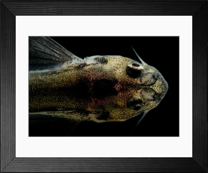 Framed Print : Candiru Catfish Framed Print : Candiru Catfish