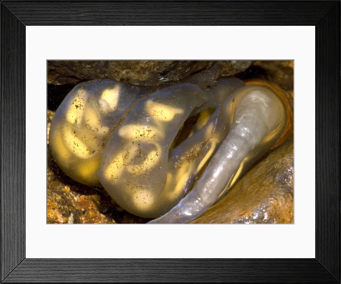 Framed Print : Hida Salamander Framed Print : Hida Salamander