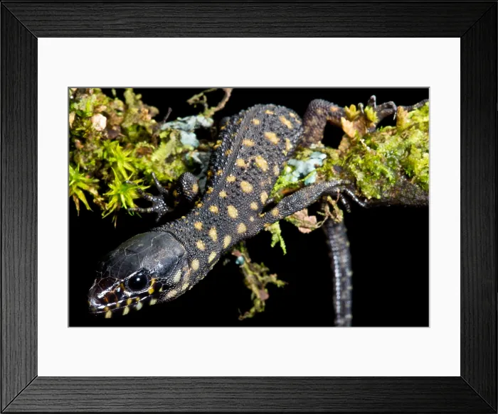 Framed Print : Yellow Spotted Tropical Night Lizard Framed Print : Yellow Spotted Tropical Night Lizard