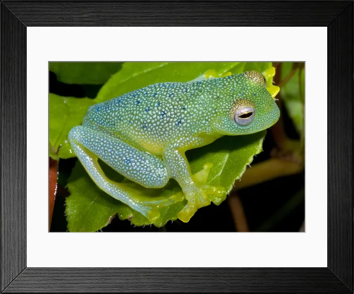 Framed Print : Spiny Glass Frog Framed Print : Spiny Glass Frog