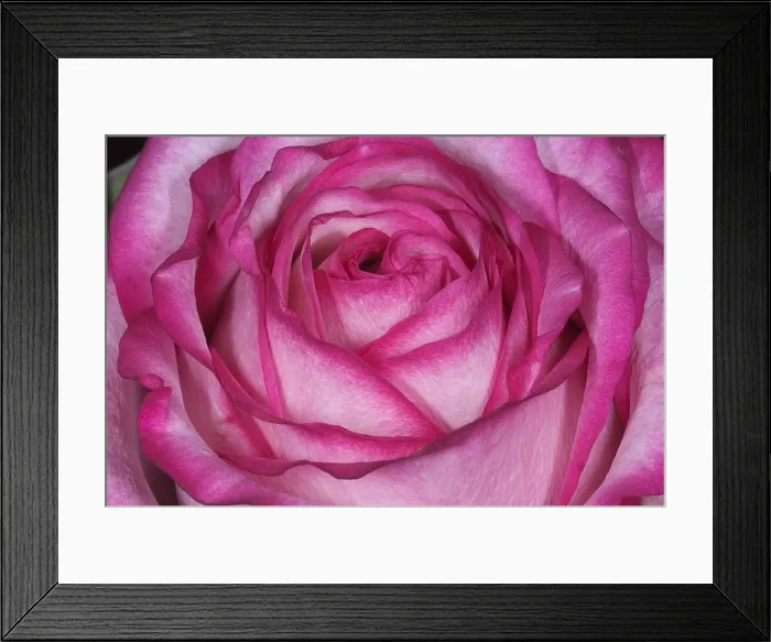 Framed Print : Pink Rose. Pink rose Framed Print : Pink Rose. Pink rose