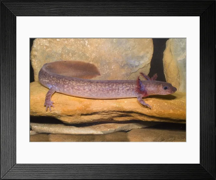 Framed Print : Spring Salamander Framed Print : Spring Salamander