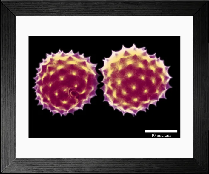 Framed Print : Ragweed Pollen Grains Framed Print : Ragweed Pollen Grains