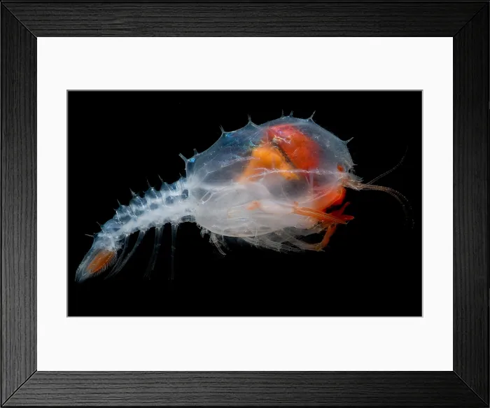Framed Print : Blind lobster
