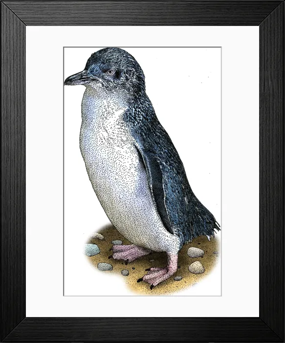 Framed Print : Little Penguin Framed Print : Little Penguin