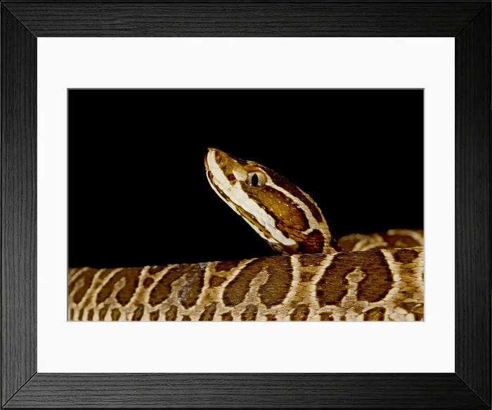Framed Print : A Juvenile Urutu Viper Framed Print : A Juvenile Urutu Viper