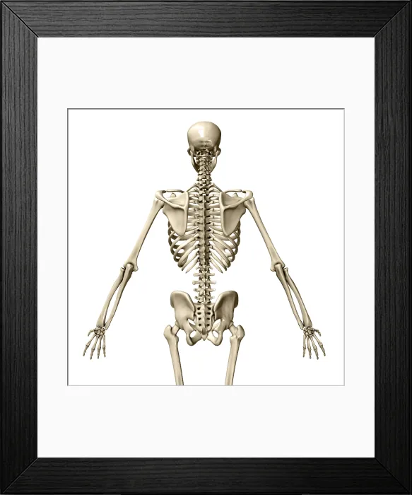 Framed Print : Human Skeleton, posterior view Framed Print : Human Skeleton, posterior view