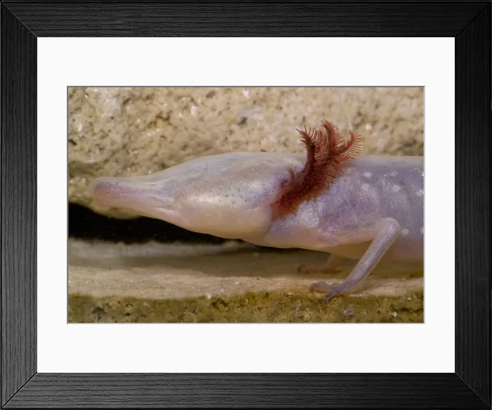 Framed Print : Texas Blind Salmander
