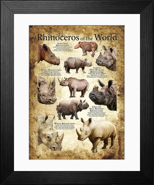 Framed Print : Rhinoceros of the World Framed Print : Rhinoceros of the World