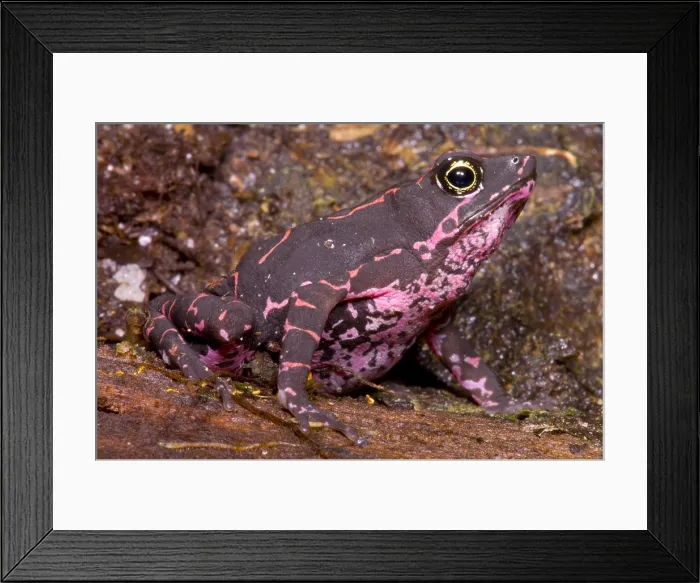 Framed Print : Harlequin Frog