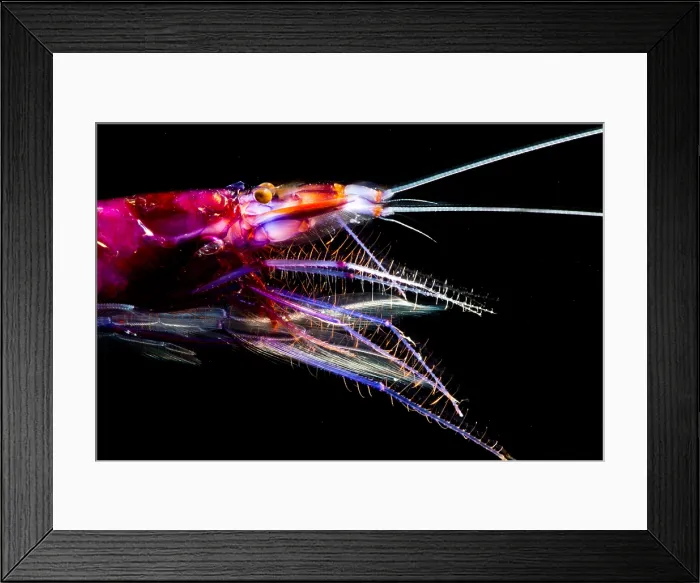 Framed Print : Shrimp (Sergia grandis)