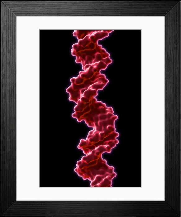 Framed Print : DNA, Molecular Model Framed Print : DNA, Molecular Model