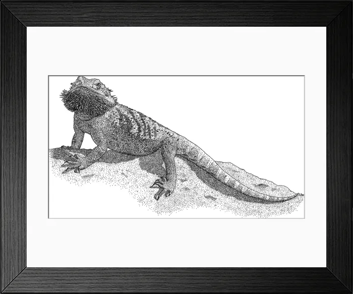 Framed Print : Bearded Dragon Framed Print : Bearded Dragon