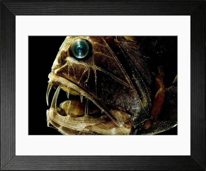 Framed Print : Fangtooth. The Fangtooth, Anoplogaster cornuta Framed Print : Fangtooth. The Fangtooth, Anoplogaster cornuta